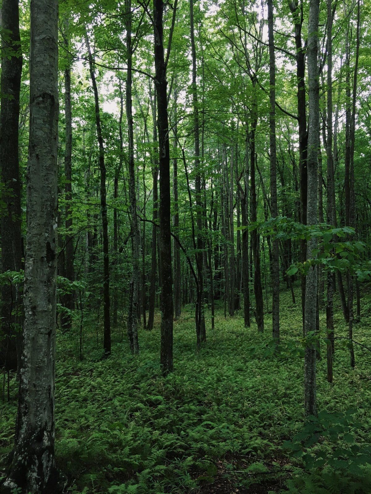 green forest